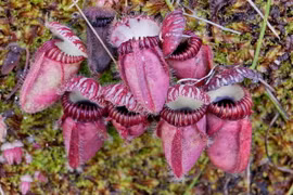 Soi các loài cây nắp ấm kỳ lạ nhất thế giới