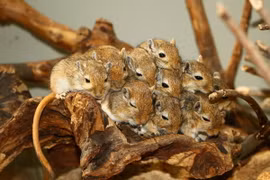 Điểm danh những loài chuột hoang dã thú vị trên thế giới