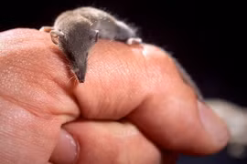 Cận cảnh loài thú nhỏ bằng ngón tay, ở Việt Nam cũng có