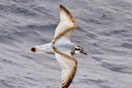 Điều thú vị về các loài hải âu nổi tiếng nhất thế giới