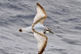 Điều thú vị về các loài hải âu nổi tiếng nhất thế giới