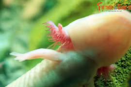 Xem loài lưỡng cư kì lạ nhất thế giới ngọ nguậy ở Hà Nội