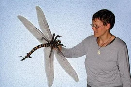 Tiết lộ sốc loài chuồn chuồn to như con chim, săn mồi cực đỉnh