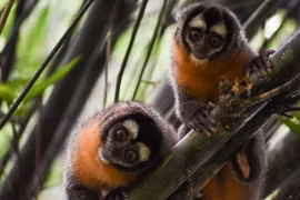 Top loài khỉ kỳ lạ chỉ có ở châu Mỹ: Một loài đầu trọc lốc