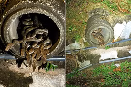 Phát hiện ổ trăn gấm 29 con mới nở, quấn chặt nhau ở Malaysia