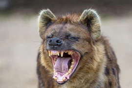 Giật mình sự thật về loài thú 'bẩn tính' nhất quả đất