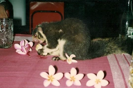 Cực thú vị trải nghiệm cuộc sống ở Sri Lanka năm 1993