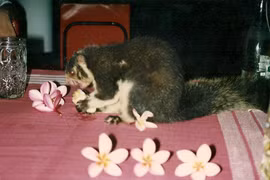 Cực thú vị trải nghiệm cuộc sống ở Sri Lanka năm 1993