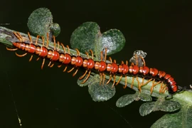 Côn trùng độc lạ ở VQG Cúc Phương qua ống kính quốc tế