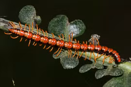 Côn trùng độc lạ ở VQG Cúc Phương qua ống kính quốc tế