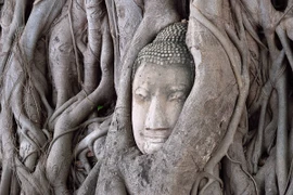 Giải mã tượng Phật ẩn mình trong rễ cây 700 năm tuổi 