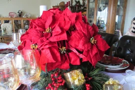 Giai thoại Giáng sinh ít người biết về cây hoa trạng nguyên 