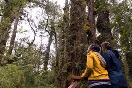 Cây bách ở Chile sắp phá kỷ lục về cổ thụ lâu đời nhất TG