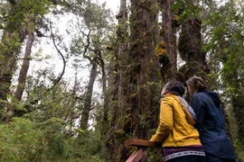Cây bách ở Chile sắp phá kỷ lục về cổ thụ lâu đời nhất TG