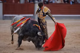 Tại sao bò tót mù màu lại nổi điên khi thấy màu đỏ? 