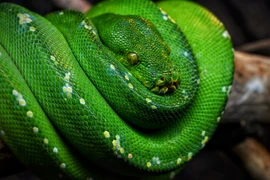 Điểm danh các loài trăn nổi tiếng nhất thế giới (2) 