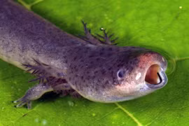 Phát hoảng loài lươn 2 chân kỳ dị như đến từ hành tinh khác