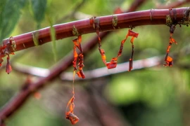 Loài cây độc dị như được đúc bằng đồng, đặc trưng của Tây Tạng 