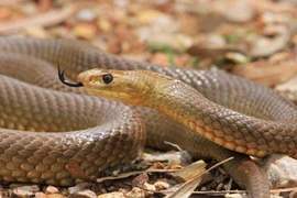 Cách nhận biết rắn độc và rắn không độc cực nhanh 