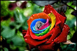 15 sự thật ngỡ ngàng về loài hoa được yêu thích nhất 