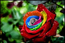 15 sự thật ngỡ ngàng về loài hoa được yêu thích nhất 