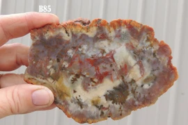 Sốc với công dụng đa năng của phân hóa thạch triệu tuổi