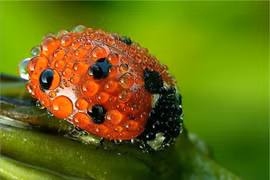 Sự thật thú vị về loài bọ cực quen thuộc ở Việt Nam