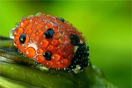 Sự thật thú vị về loài bọ cực quen thuộc ở Việt Nam