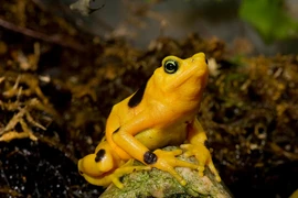 Ngỡ ngàng loài ếch đẹp nhất, nguy hiểm nhất, quý hiếm nhất hành tinh 