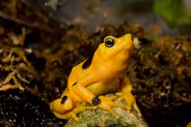 Ngỡ ngàng loài ếch đẹp nhất, nguy hiểm nhất, quý hiếm nhất hành tinh 