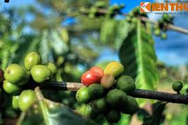 Giai thoại về nguồn gốc của cà phê