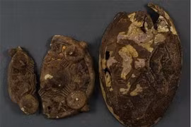 Kho báu 1.000 năm dưới gốc cây, chuyên gia choáng váng