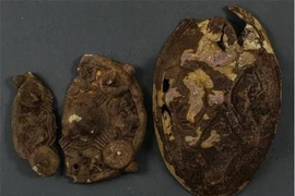 Kho báu 1.000 năm dưới gốc cây, chuyên gia choáng váng