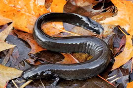 Bớt ngờ loài lươn "đến từ hành tinh khác", sở hữu 2 chân kỳ dị