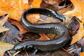 Bớt ngờ loài lươn "đến từ hành tinh khác", sở hữu 2 chân kỳ dị