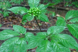 Điều ít biết về dược liệu quý của Việt Nam cả thế giới săn lùng