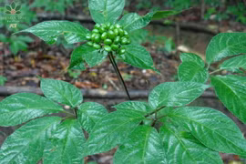 Điều ít biết về dược liệu quý của Việt Nam cả thế giới săn lùng