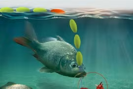 Tại sao cá lại thích ăn giun đất?