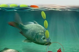 Tại sao cá lại thích ăn giun đất?