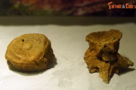 Xem răng khủng long Spinosaurus ở Hà Nội 