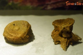 Xem răng khủng long Spinosaurus ở Hà Nội 