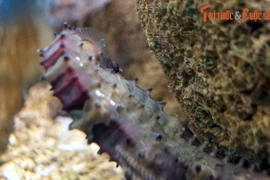 Xem loài cá “quái” nhất thế giới bơi lội ở Nha Trang