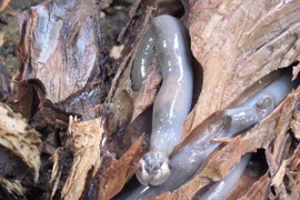 Cận cảnh những loài thân mềm hai mảnh vỏ thú vị nhất thế giới