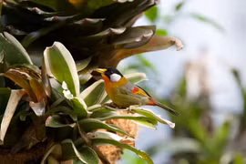 Xuýt xoa vườn chim hơn 1 tỷ đồng trên sân thượng: Toàn loài quý! 