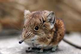 Hé lộ đáng kinh ngạc về loài chuột chù có họ hàng với voi