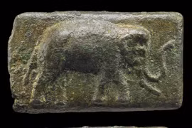 Voi chiến gặp lợn vì sao chạy dài?