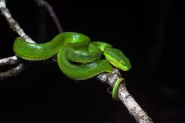 Cận cảnh các loài rắn lục hot nhất trái đất