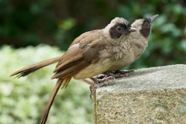 Hai loài chim có tên là 'bò', thuộc diện nguy cấp ở Việt Nam 