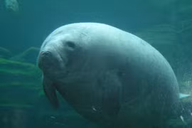 Kỳ lạ loài thú “xì hơi” để có thể lặn xuống nước