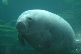 Kỳ lạ loài thú “xì hơi” để có thể lặn xuống nước